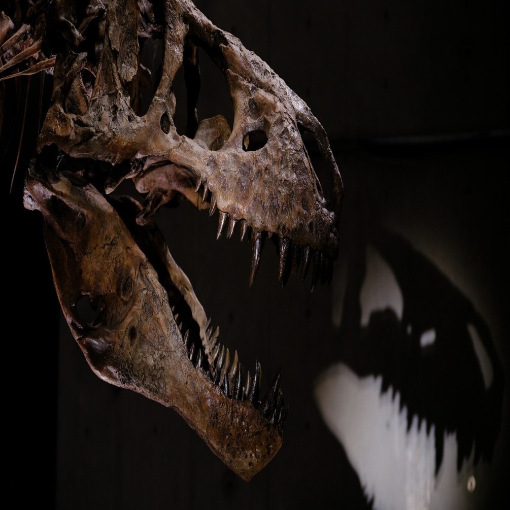 作例集】GFXと105mm F1.4 Artで撮る恐竜展2023｜プラナリア