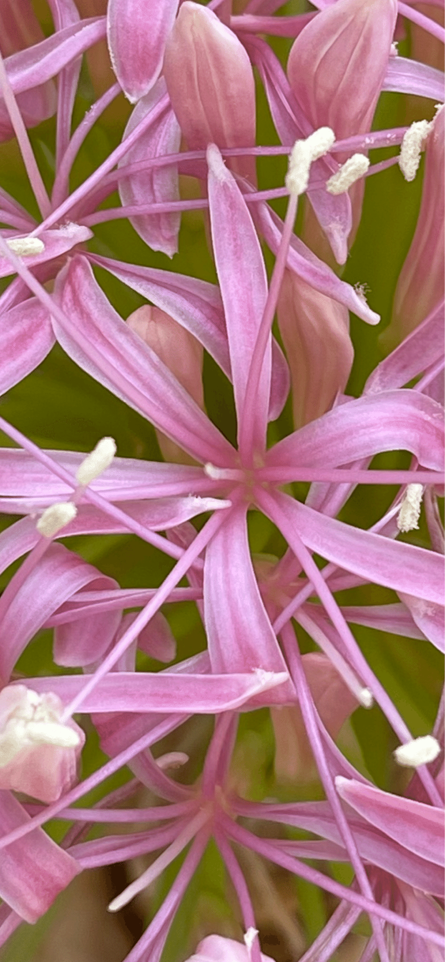 クロッシネ フラバ (検:ブーファン ブーファン ディスティチャ 発根