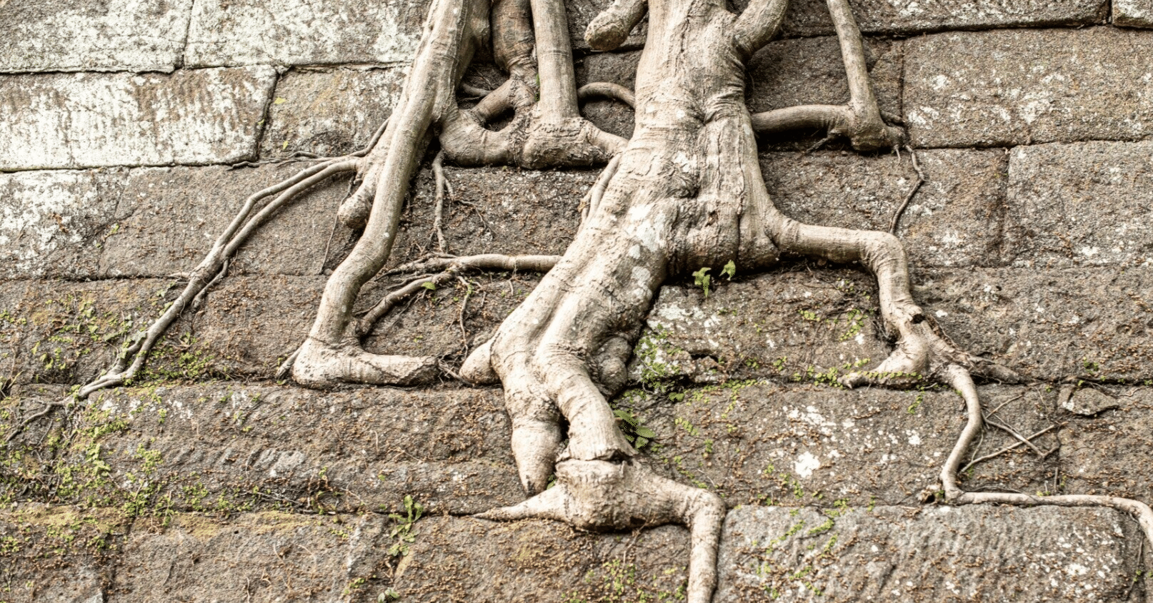 INTERVIEW: 異国の地、シアトルで日本の文化、心を広める 米国書道研究会シアトル支部長 加柴律子さん by シアトル日本語情報誌『ソイソース』  - Issuu, image size:1614x845