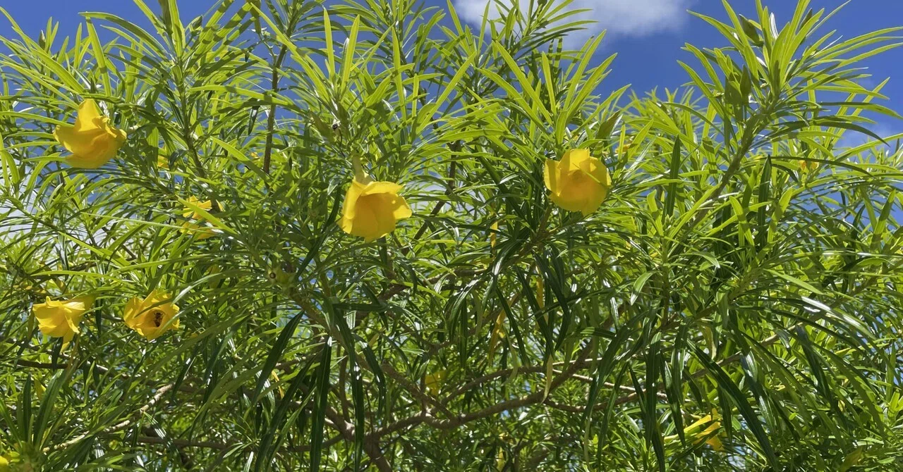 今年も南国の香り🏝｜ガジュマル
