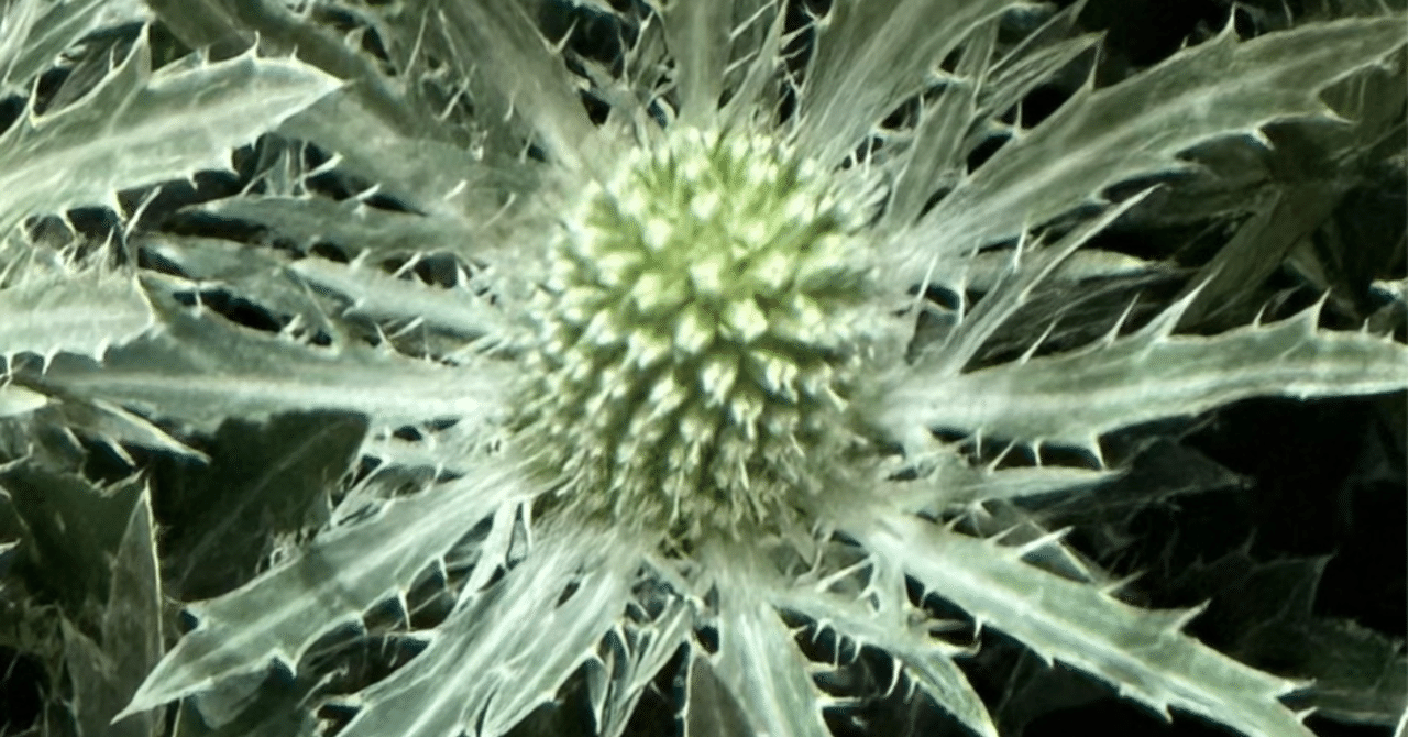 ERYNGIUM SIRIUS｜EGGSEED｜note