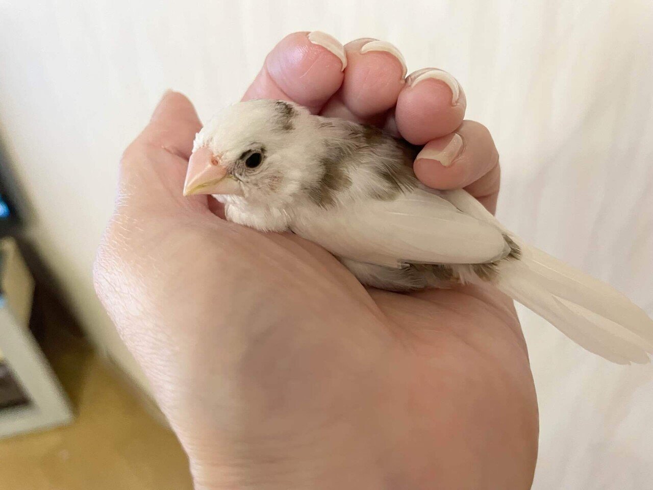 正規代理店 梵天ちゃん。｜てるこ 彫刻・オブジェ