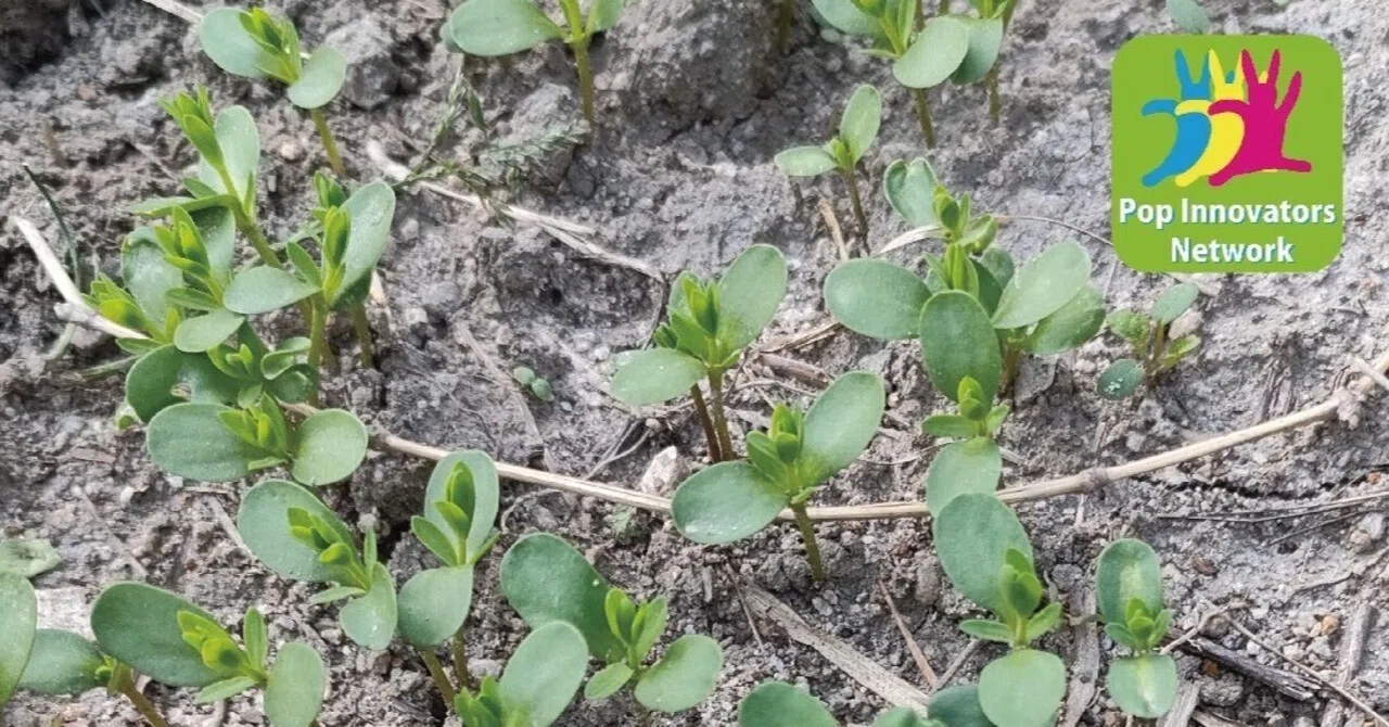 From Tilling the Flax Field to Germination / #03 Flax Cultivation on ...
