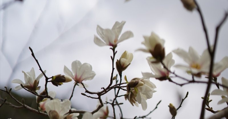 コーラ職人コーラ小林の「日本を、飲む。」2023年4月「千葉・大多喜の花と蒸留粕」