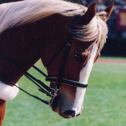 佐藤 哲三 騎手（さてつ）現役復帰断念。引退表明！｜馬画人 (まがじん)