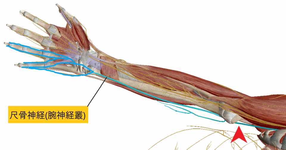 神経が圧迫されているから痛い は正確な所見ではない場合が多い ばななせいたいいん Note