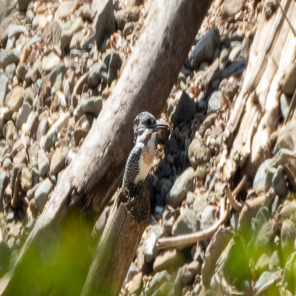 937 ヤマセミ 初撮り｜RURI