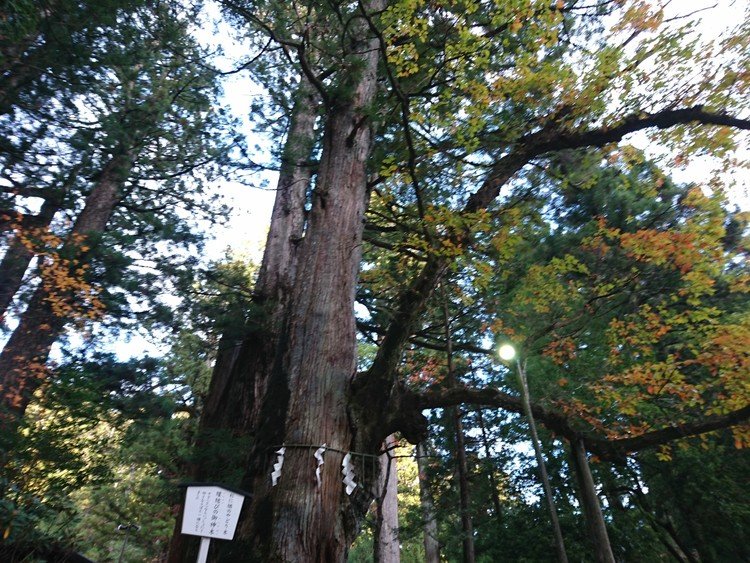 栃木県日光市、日光東照宮の隣にある二荒山神社の縁結びの御神木。杉の木の幹から楢(なら)の木が生えています。よく見ると幹の下の方の右側からは葉も幹も違う枝が伸びています。異なる性質でも、「スギ」「ナラ」一緒に。異なる性格でも、好きなら一緒に。