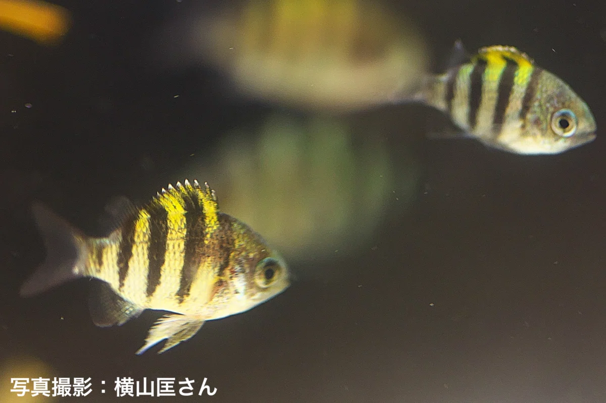 画像5