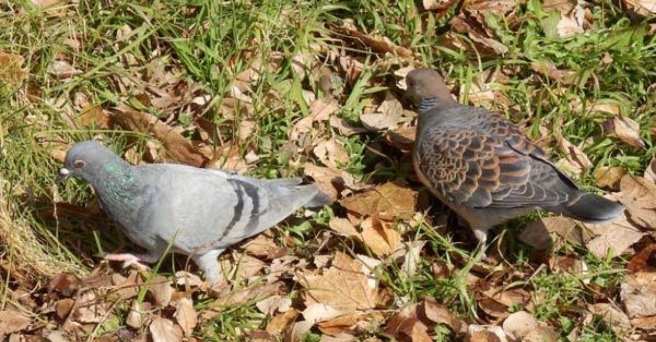 第98回 二種のハトは仲が良い ドバト4回目 キジバト3回目 翆野 大地 Note 第98回 二種のハトは仲が良い ドバト4回目 キジバト3回目 翆野 大地 Note