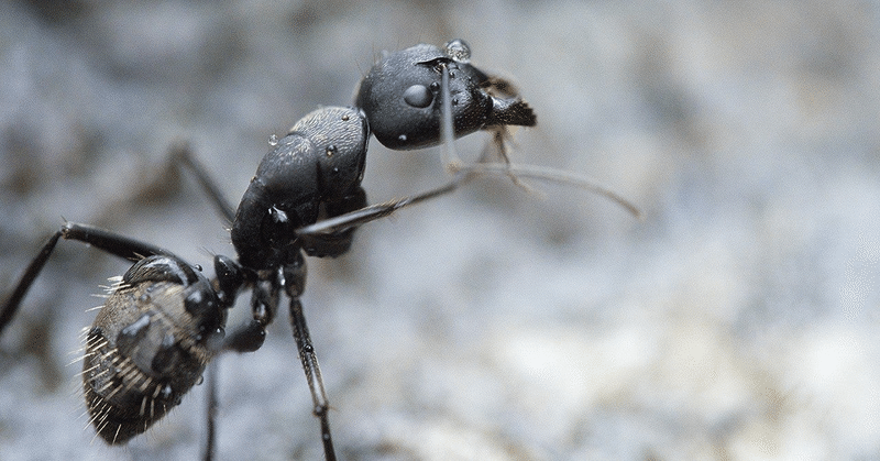 子どもたちとアリ🐜の生態を考える