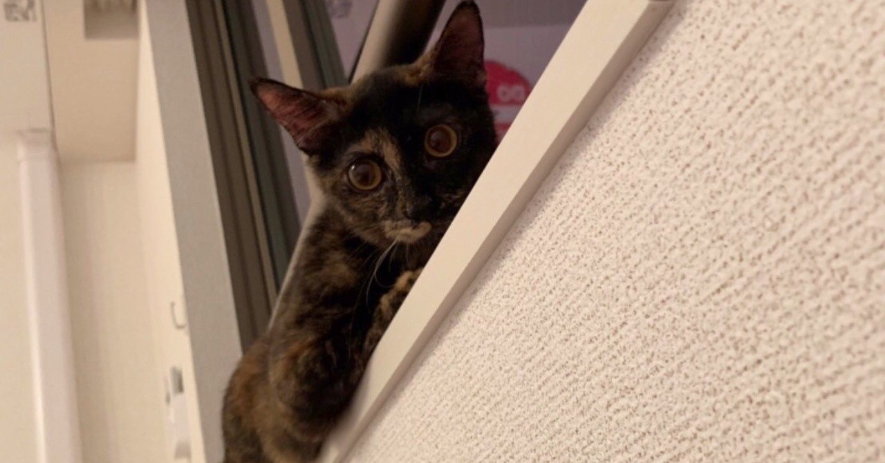 琥珀ちゃん Mansan Likethisart Note
