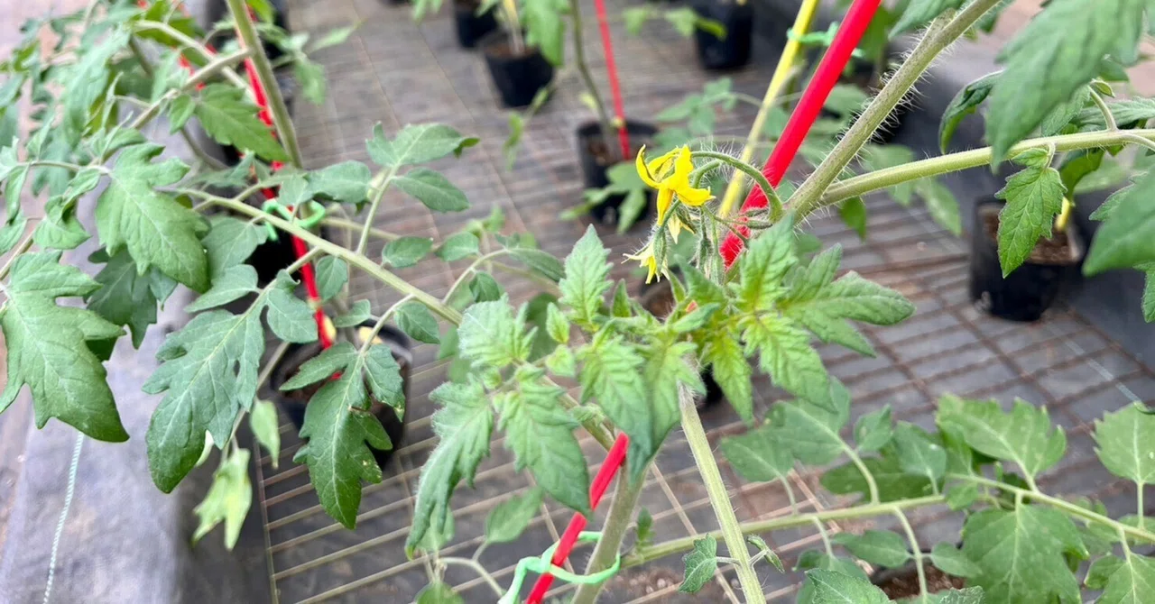 【農と生き方】トマトの葉葉葉花の法則に学ぶ、自分の習性の知り方(育て方)|だいじー(宮城 幸司)