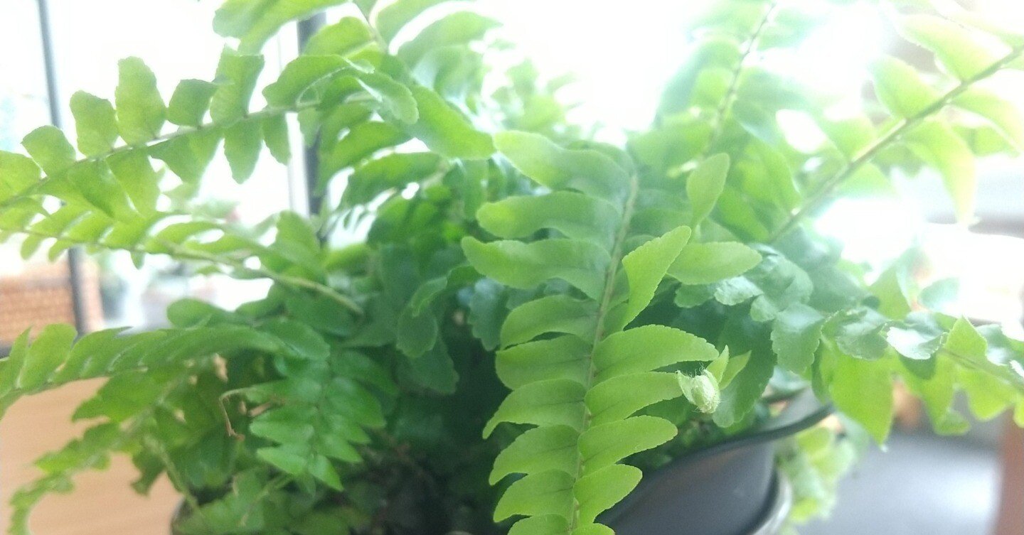 シダ植物 私の鬼門『シダ植物』。｜micyu