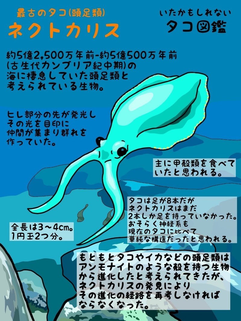 いたかもしれないタコ図鑑no 4 ネクトカリス 弱小youtuber ヤスダ歴史研究所 Note いたかもしれないタコ図鑑no 4 ネクトカリス 弱小youtuber ヤスダ歴史研究所 Note