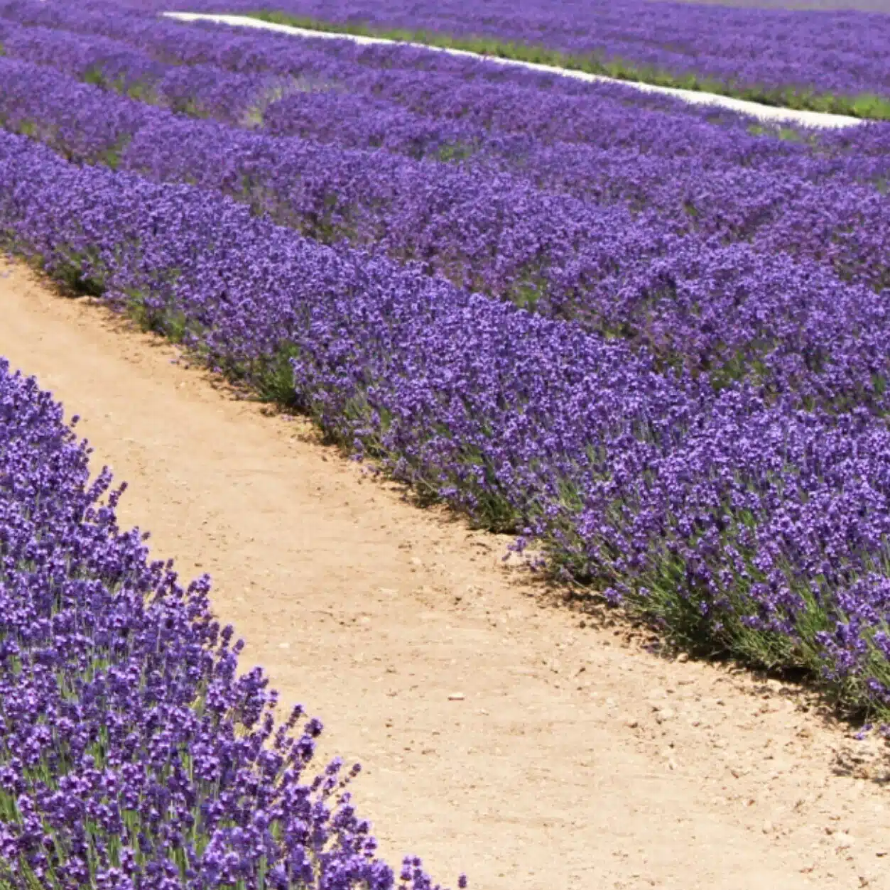 Lilaclavender
