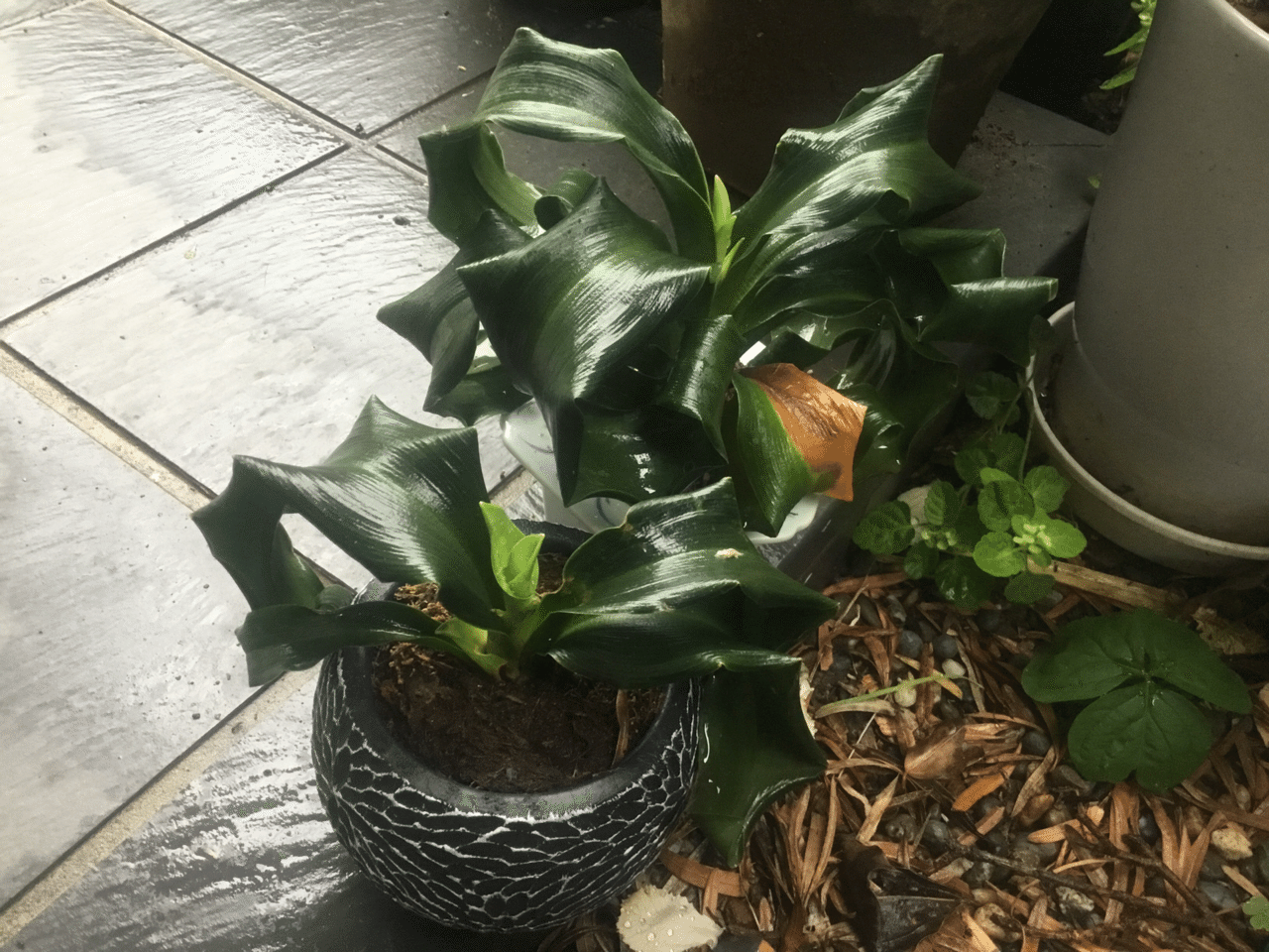 代引可】 獅子葉万年青 花尾獅子 asakusa.sub.jp