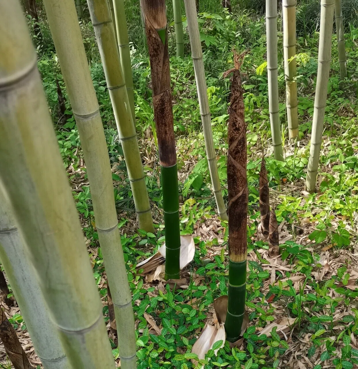 タケノコいっぱい。 タケノコと竹は見たことあったけど、タケノコから竹になる途中のは、はじめて見ました😁｜結(ゆう)