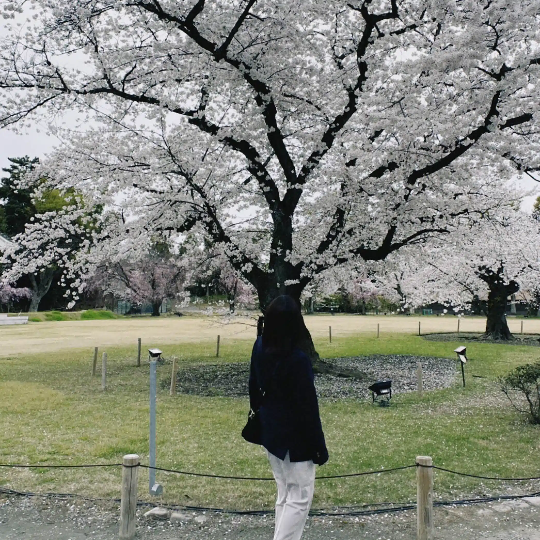 さくら🌸