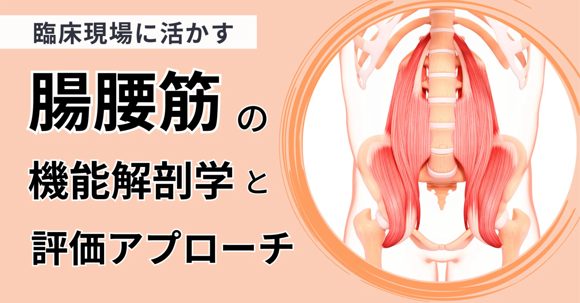 臨床現場に活かす腸腰筋の機能解剖学と評価アプローチ｜理学療法士