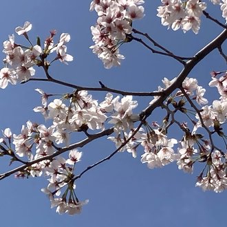 みらひな@投票へ行こう