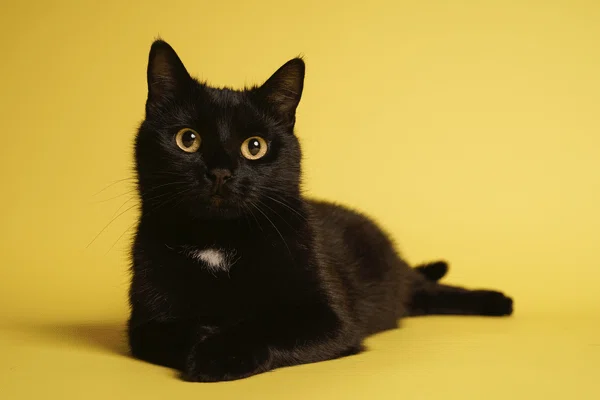 黒猫感謝の日って知ってる?|ヤマト運輸公式note 黒猫感謝の日って知ってる?|ヤマト運輸公式note