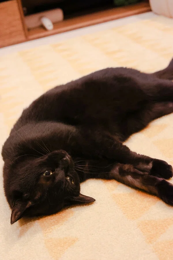 保護猫とわたし。5匹の猫たちとミキ・亜生の場合｜ヤマト運輸公式note