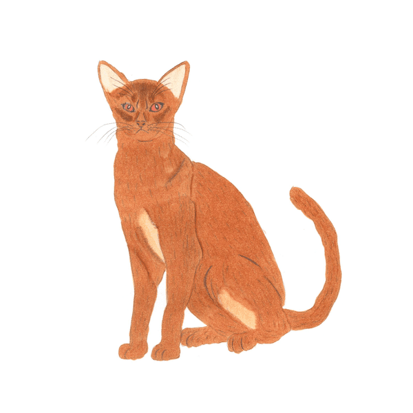 三毛猫仔猫（プロフ必読）ページ ねこ検定 公式ガイドBOOK (廣済堂ベストムック 346号) | 神保町