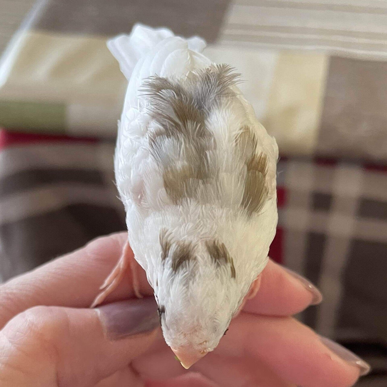安土草多 吹きガラス ペンダントライト 鳴門筒瓶 青透被せ AZ