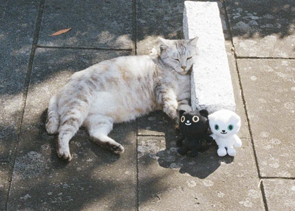 東の谷中と西の長崎でねこ探し！日本全国津々浦々ねこスナップ｜ヤマト
