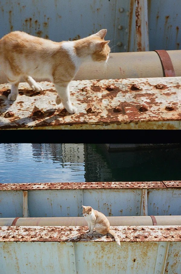 東の谷中と西の長崎でねこ探し！日本全国津々浦々ねこスナップ｜ヤマト