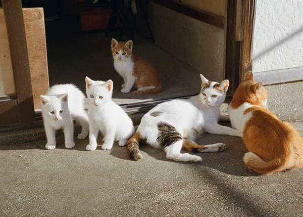 東の谷中と西の長崎でねこ探し！日本全国津々浦々ねこスナップ｜ヤマト