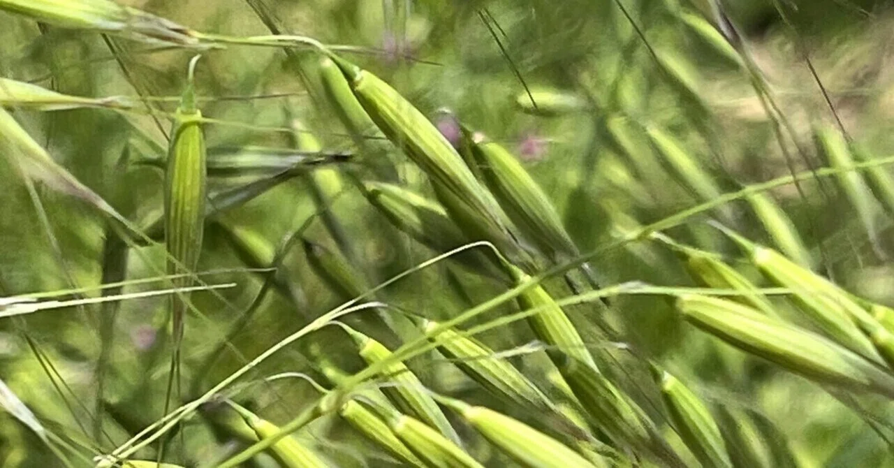 猫草 エン麦が大きく育つ|ののさん|note