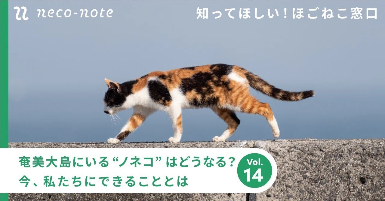 奄美大島にいる“ノネコ”はどうなる？今、私たちにできることとは｜ネコノート🐱猫の推し活ネコノート