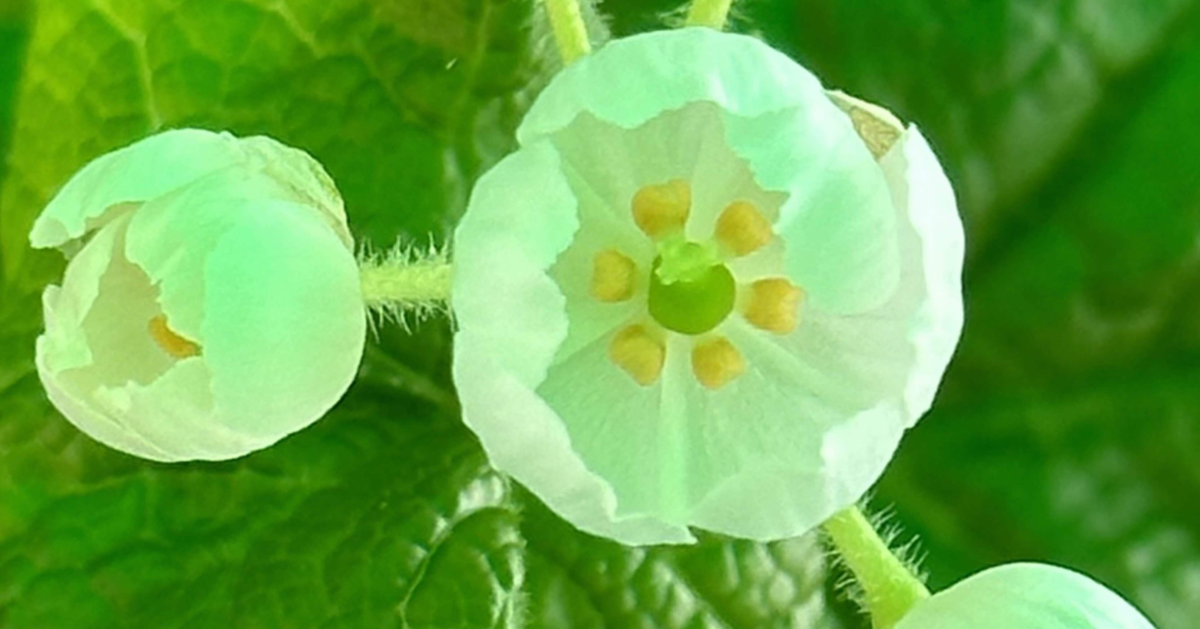 ジョンヒョン 小説 三荷葉 サンカヨウ ジョンヒョン 小説 三荷葉 サンカヨウ SHINee ジョンヒョン JONGHYUN