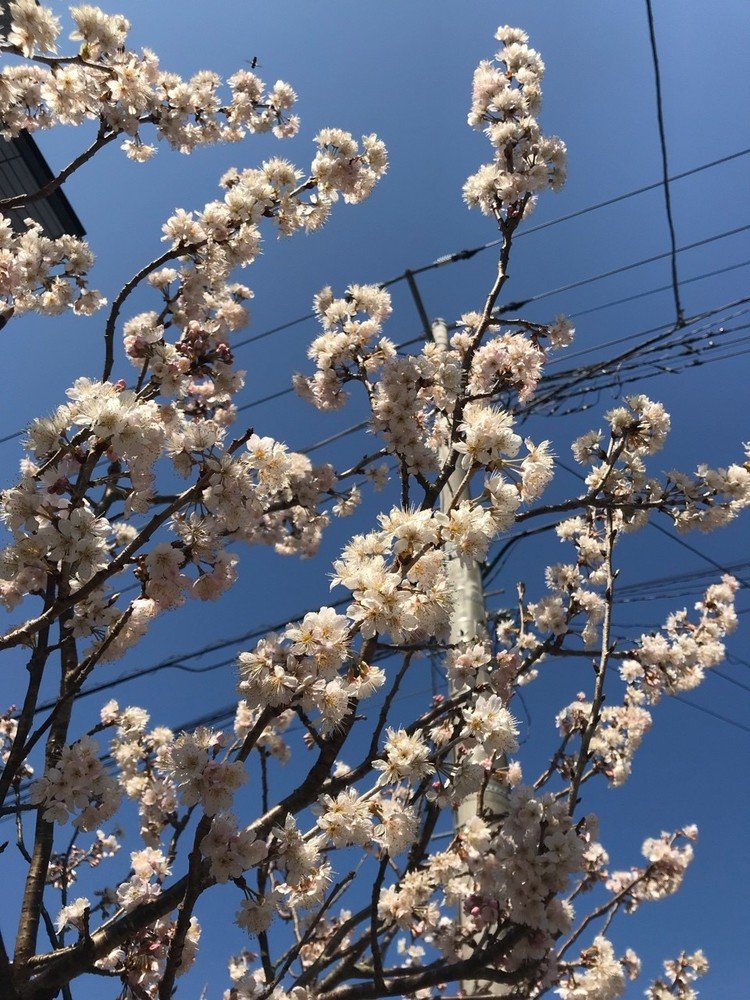 満開の暖地桜桃に蜜蜂が来てる🐝

君たちの頑張りが、🍒の数に直結する。頑張ってくれたまえ。