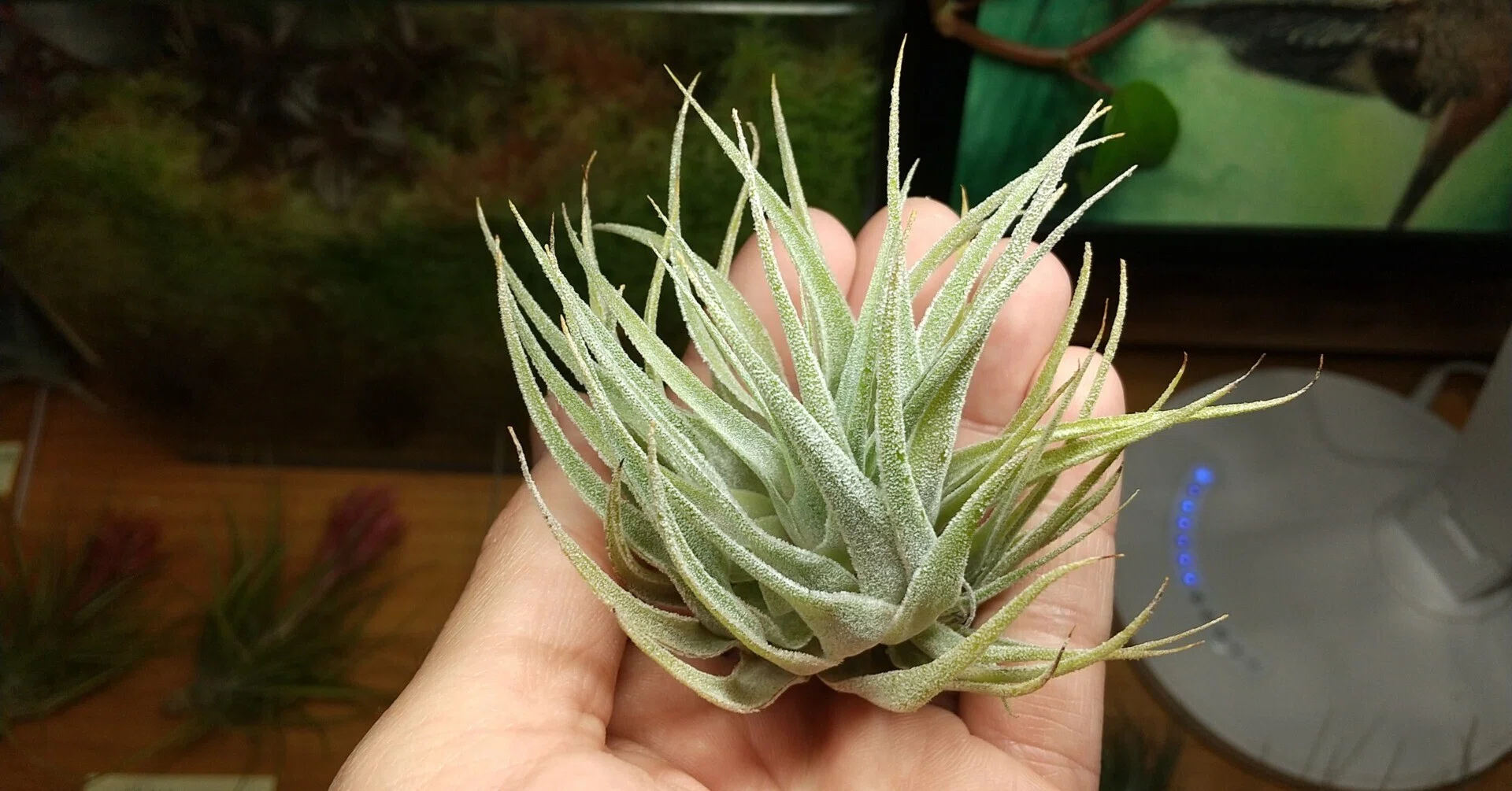 チランジア入荷リスト4/24｜NatureGarden🌿神田