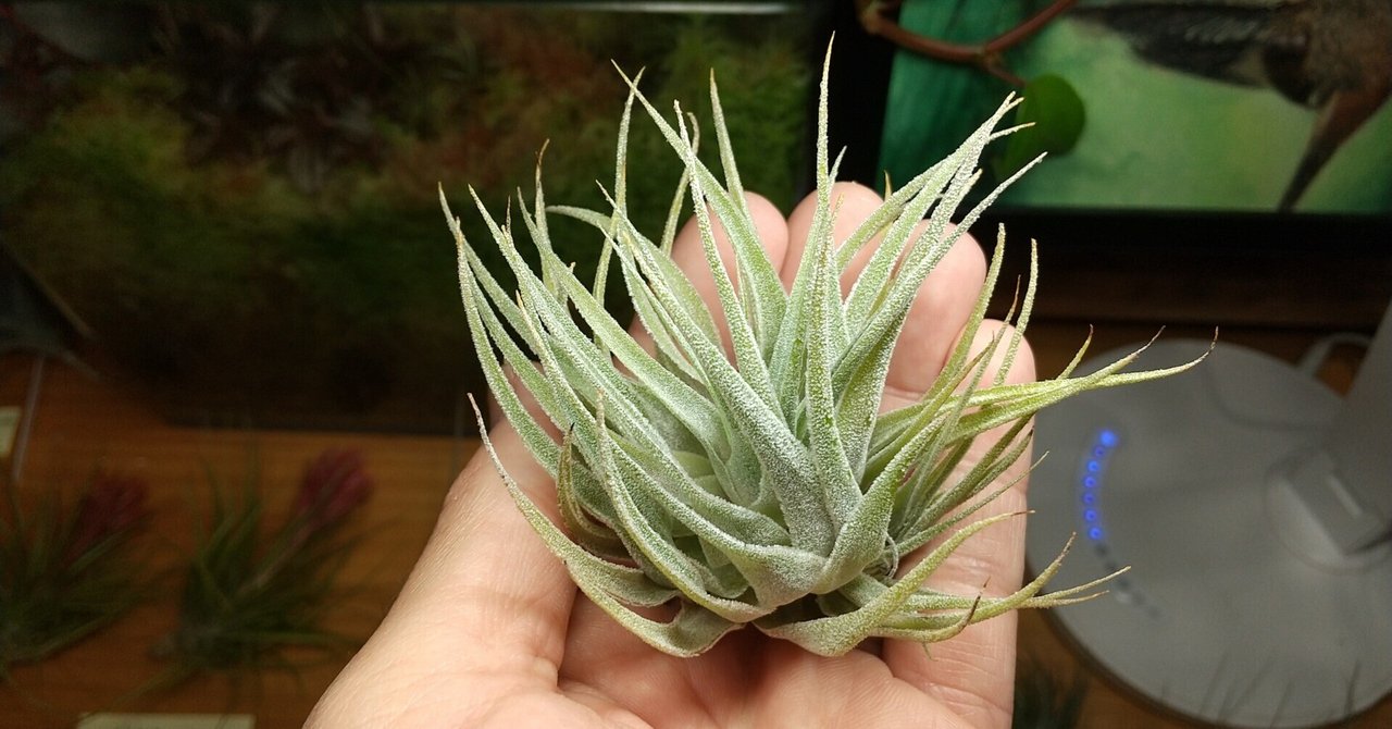 チランジア入荷リスト4/24｜NatureGarden🌿神田