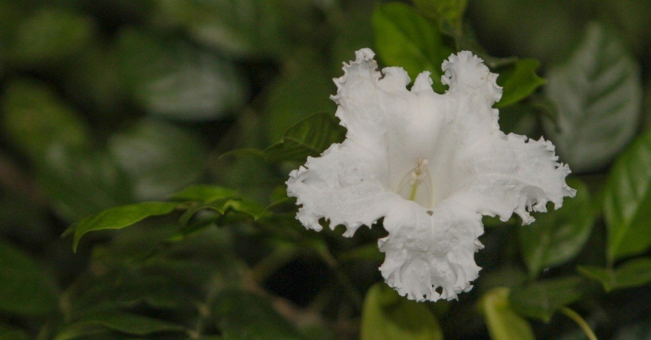 夜更けに咲き 夜明け前に散る花 ケーナー タイでどこにでも咲く花 08 Masayuki Saito Note 夜更けに咲き 夜明け前に散る花 ケーナー タイでどこにでも咲く花 08 Masayuki Saito Note