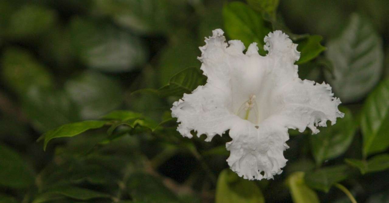 夜更けに咲き 夜明け前に散る花 ケーナー タイでどこにでも咲く花 08 Masayuki Saito Note