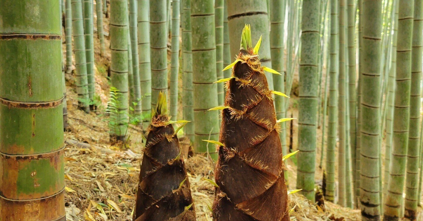 【竹販売】自然の竹取り放題です！ 竹虎】21世紀竹は時代！創業明治の老舗竹材メーカー四代目が、日本唯一