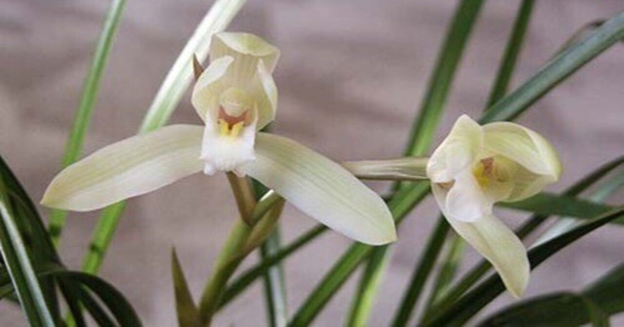 四君主の一つ「蘭」は 高潔な花として今も