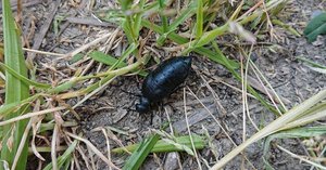 ツチハンミョウの毒性が気になったので調べた｜t.koba