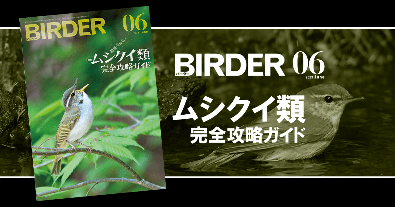 BIRDER6月号の見どころ｜ブンイチ（文一総合出版）