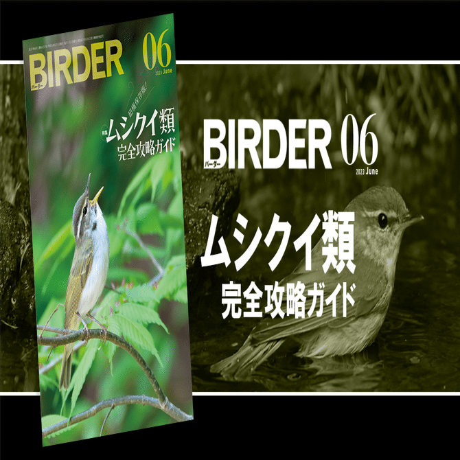 BIRDER6月号の見どころ｜ブンイチ（文一総合出版）