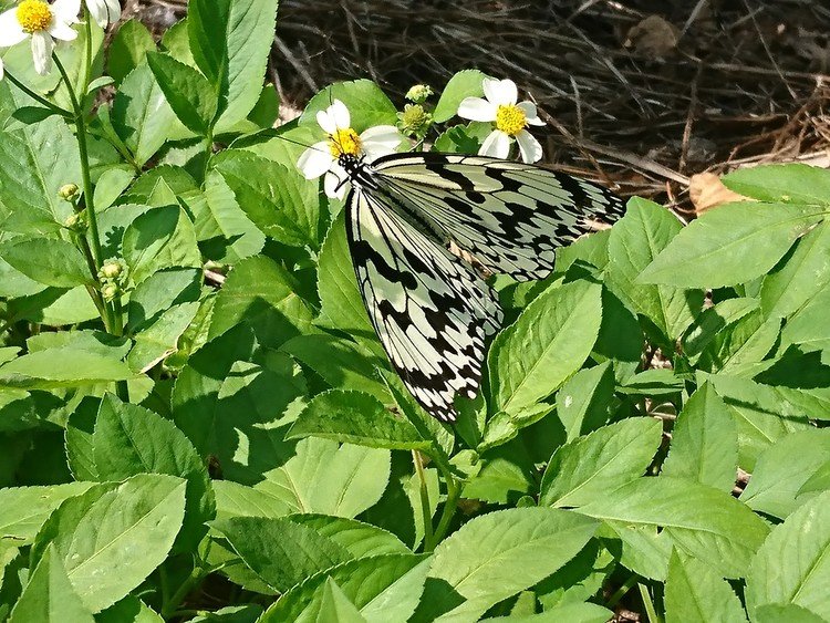 日本最大の蝶、オオゴマダマラ。
ほんま優雅に飛ぶ。今年はなんかよく見かけるなぁ～！
