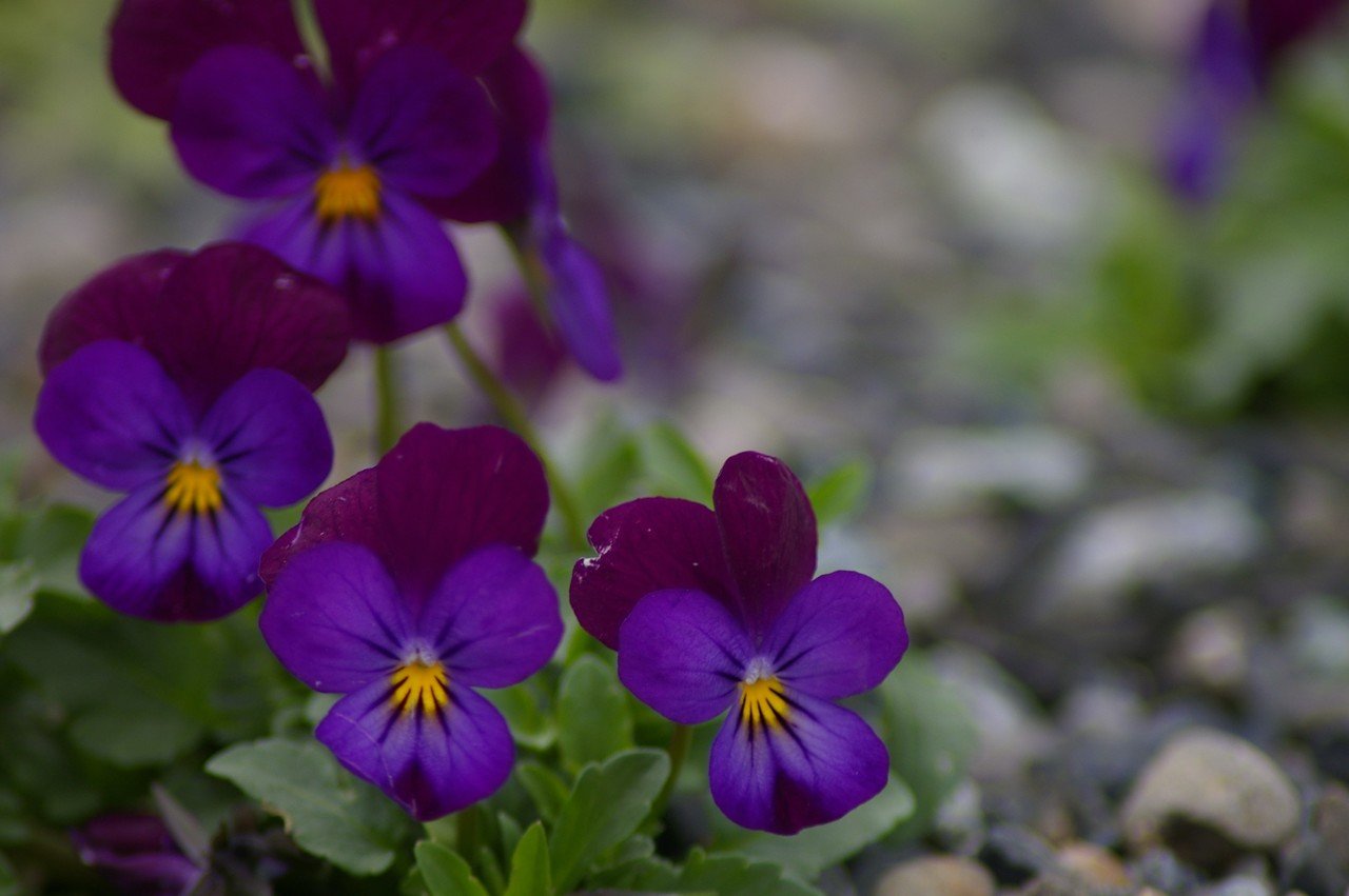 写真素材 春の野に咲く紫の花 ムラサキ Note