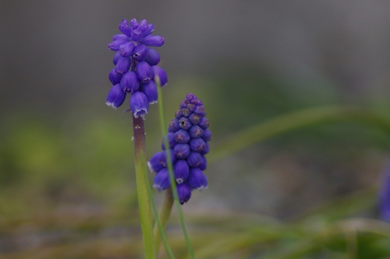 写真素材 春の野に咲く紫の花 ムラサキ Note