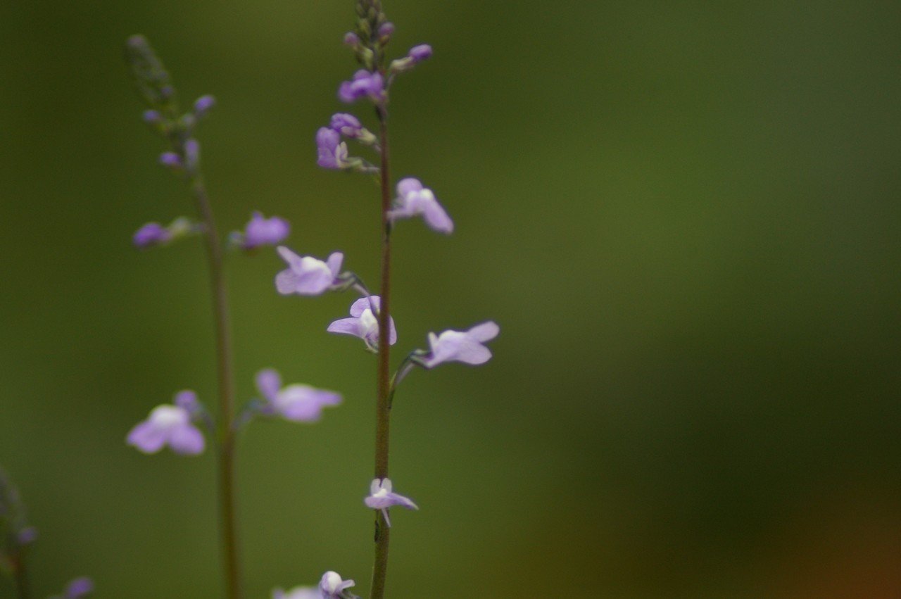 写真素材 春の野に咲く紫の花 ムラサキ Note