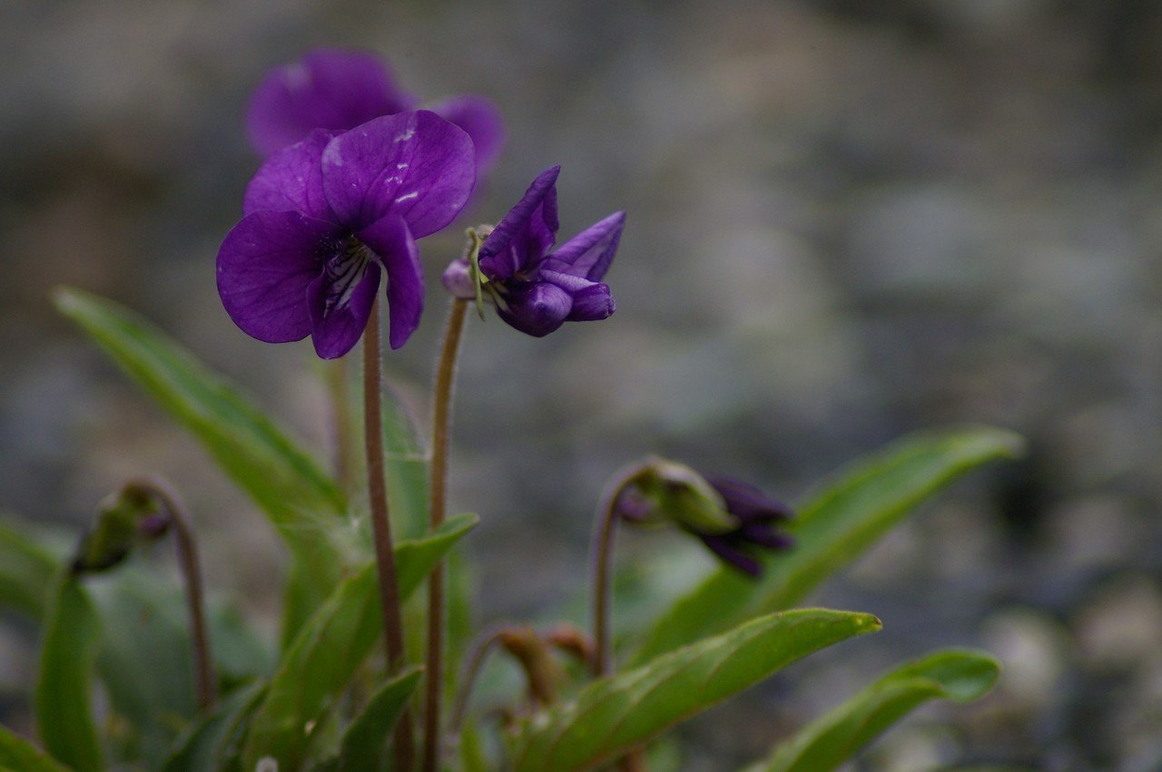 写真素材 春の野に咲く紫の花 ムラサキ Note